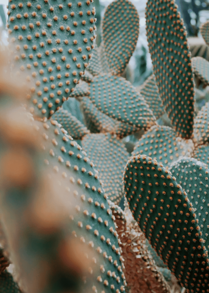 Indigenous Plants and Timeline of San Gabriel